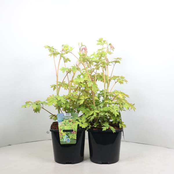 Picture of Dicentra spectabilis yellow leaf