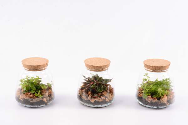 Picture of TERRARIUM MINI