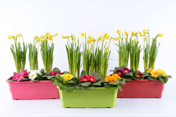 Picture of Narcissus   primula acaulis mix in windowbox