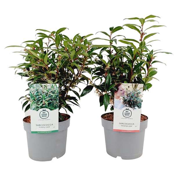 Picture of Sarcococca hookeriana mix