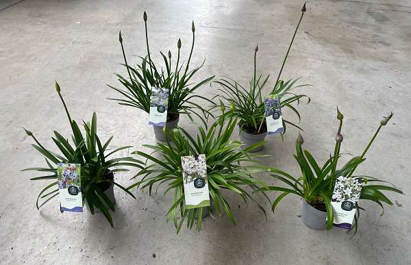 Picture of Agapanthus everpanthus mix