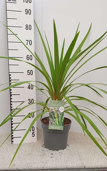 Picture of CORDYLINE AUSTRALIS PEKO