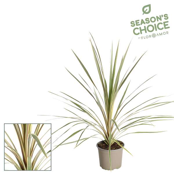 Picture of Cordyline australis torbay dazzler