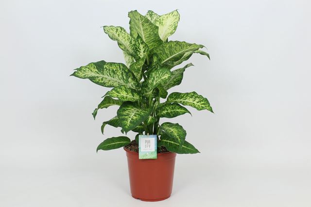 Picture of DIEFFENBACHIA MARS