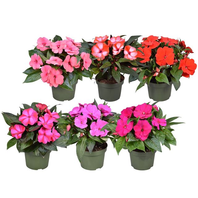 Picture of Impatiens new guinea trolley mix