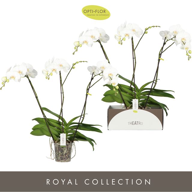 Picture of PHALAENOPSIS 03-STEM THEATRO CLASSICO