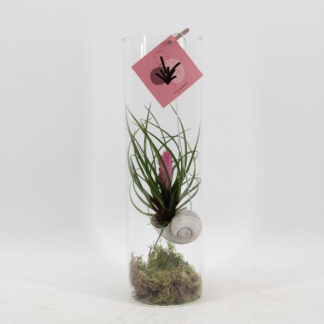 Picture of SNAILY - TILLANDSIA CYANEA