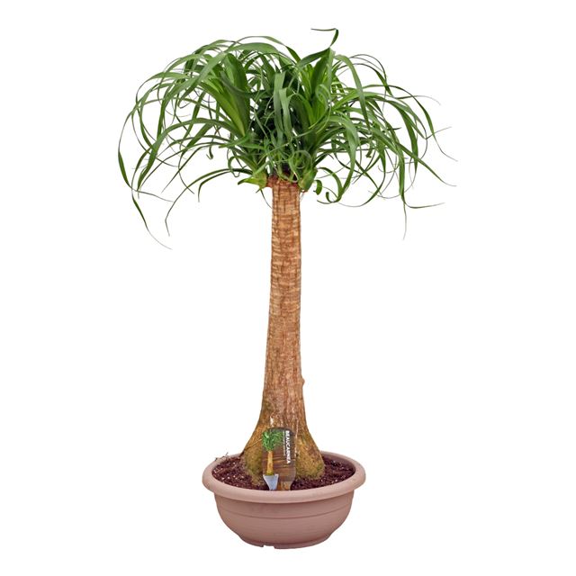 Picture of BEAUCARNEA RECURVATA NOLINA STRAIGHT STEM IN BOWL
