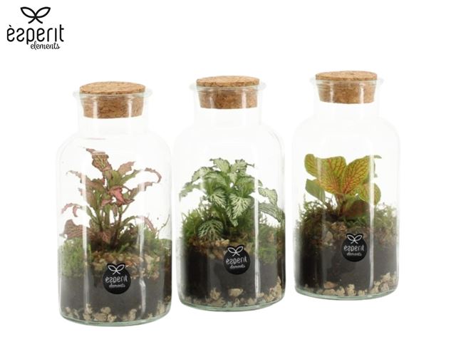 Picture of Terrarium