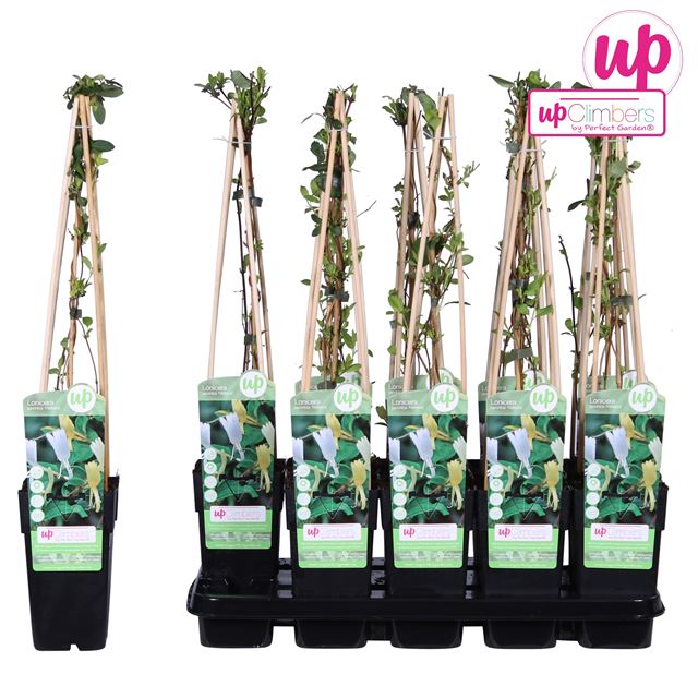 Picture of Lonicera japonica halliana