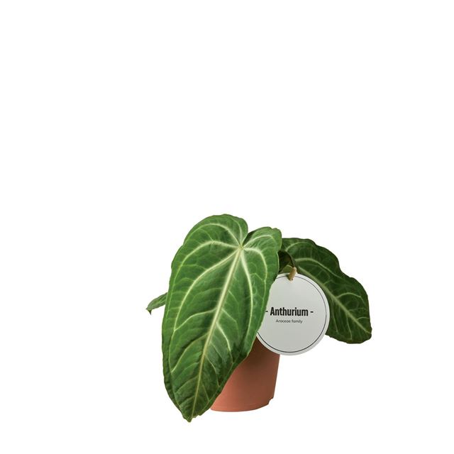 Picture of Anthurium villenaorum