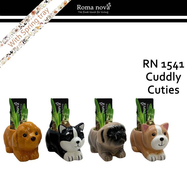 Picture of Narcissus cuddly cuties