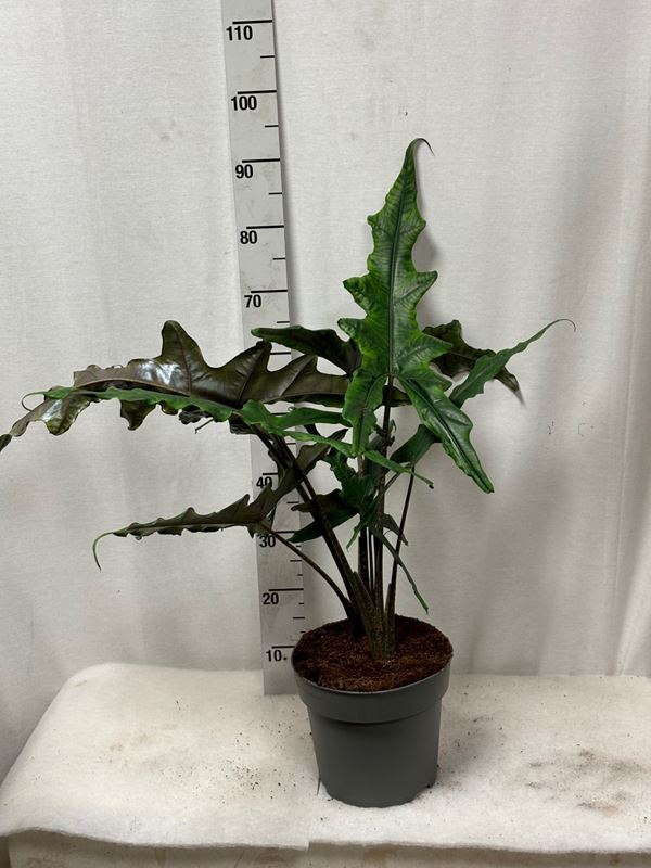 Picture of ALOCASIA SABRINA NARROW