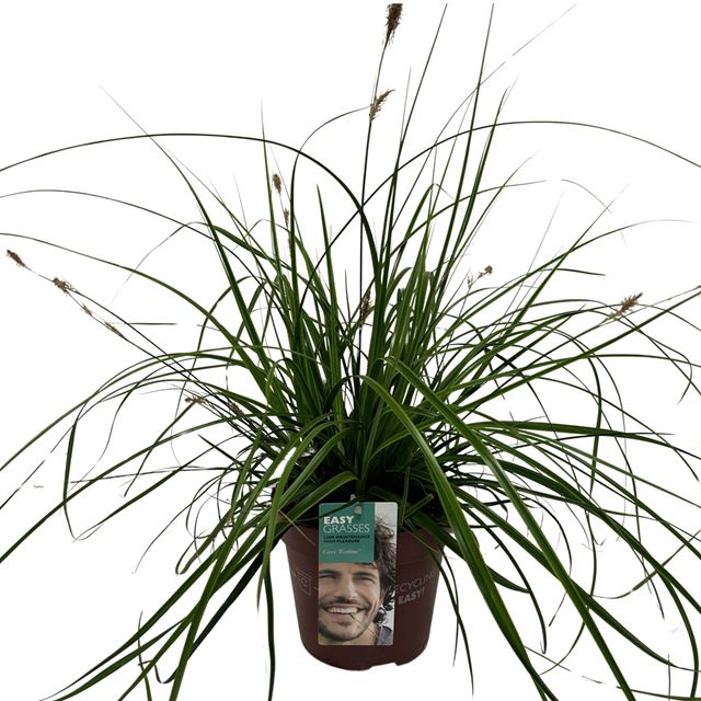 Picture of Carex oshimensis everlime