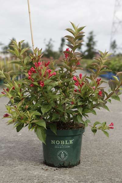 Picture of WEIGELA ALL SUMMER RED