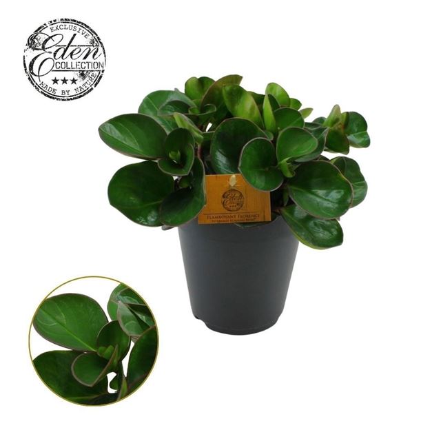 Picture of Peperomia obtusifolia burning bush