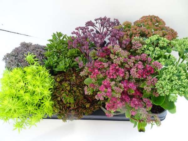 Picture of SEDUM DURA MIX