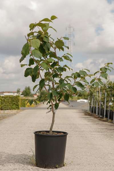 Picture of HAMAMELIS INTERMEDIA ORANGE BEAUTY