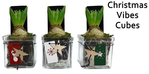 Picture of HYACINTHUS 01BULB CHRISTMAS VIBES CUBES