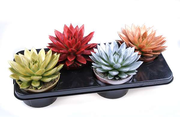 Picture of Echeveria miranda diyed + glitter mix