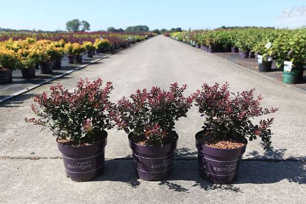 Picture of BERBERIS THUNBERGII CABERNET