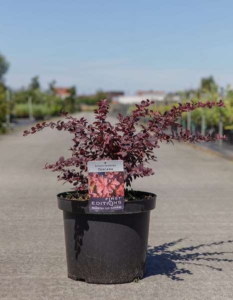 Picture of Berberis thunbergii toscana