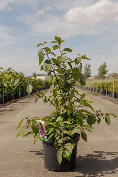 Picture of Callicarpa bodinieri imperial pearl