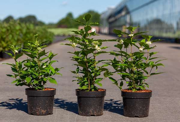 Picture of CALLICARPA BODINIERI MAGICAL SNOWQUEEN