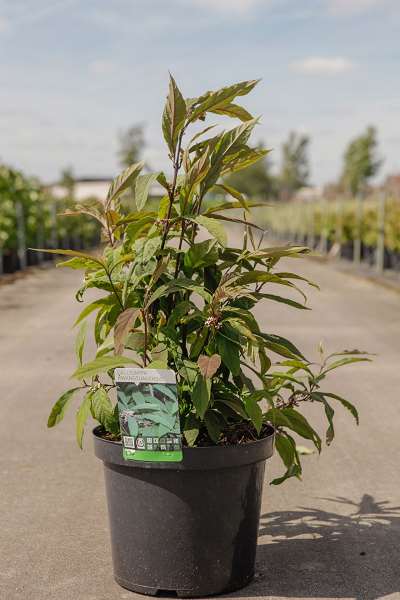 Picture of CALLICARPA KWANGTUNGENSIS