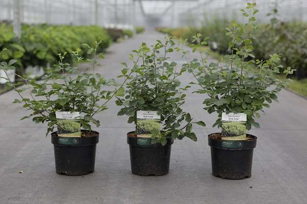 Picture of Rhus aromatica gro-low
