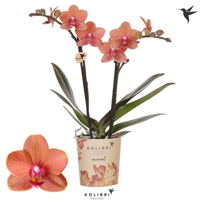 Picture of Phalaenopsis 02-stem kolibri bolzano