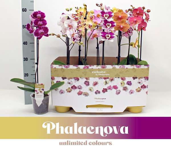 Picture of PHALAENOPSIS 01-STEM TAIWAN MIX