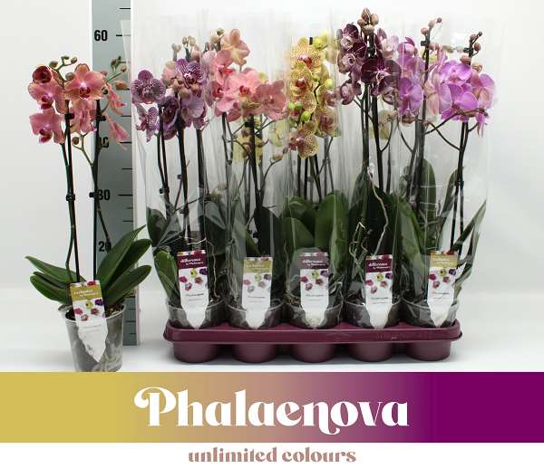 Picture of PHALAENOPSIS 02-STEM TAIWAN MIX