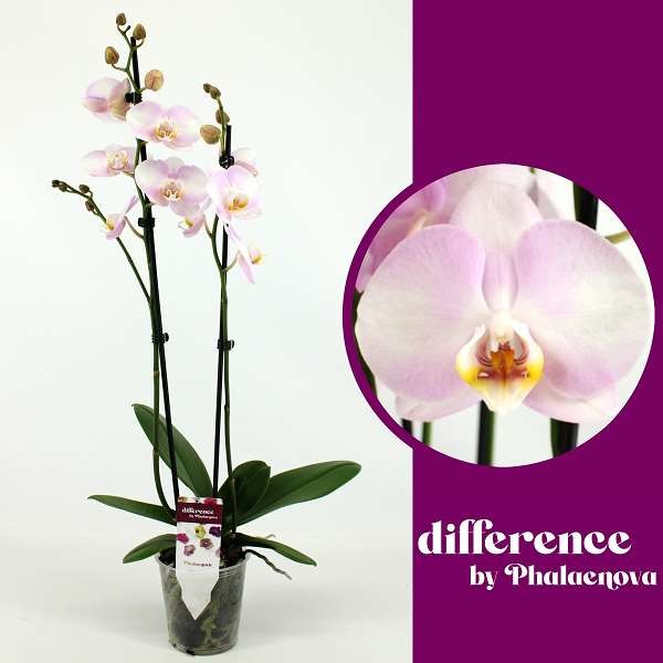 Picture of PHALAENOPSIS 02-STEM ANDREA