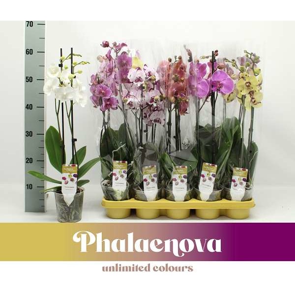 Picture of PHALAENOPSIS 02-STEM MIX EXCLUSIVE