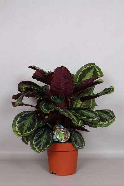 Picture of CALATHEA ROSEOPICTA MEDAILLON