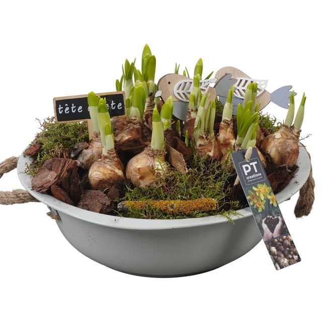 Picture of Narcisssus arrangement