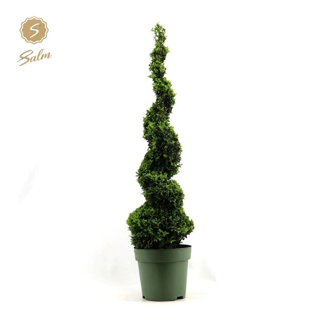 Picture of Buxus sempervirens spiral 90cm