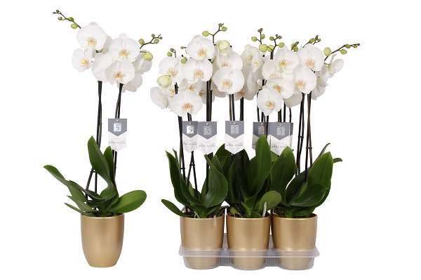 Picture of PHALAENOPSIS 02-STEM WHITE WORLD IN CERAMIC