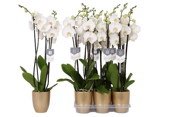 Picture of PHALAENOPSIS 03-STEM WHITE WORLD IN CERAMIC