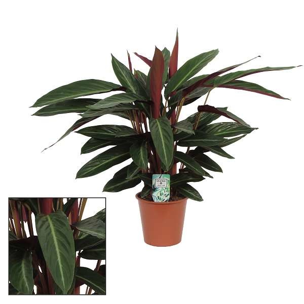 Picture of CALATHEA STRIPESTAR