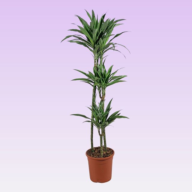 Picture of DRACAENA FRAGRANS WARNECKII  090+/60+/30+