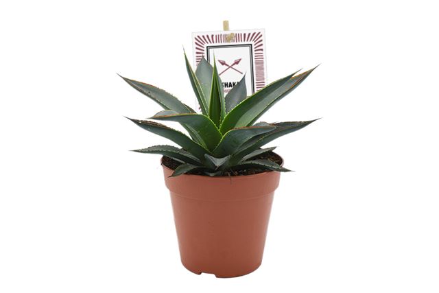 Picture of AGAVE SHAKA ZULU