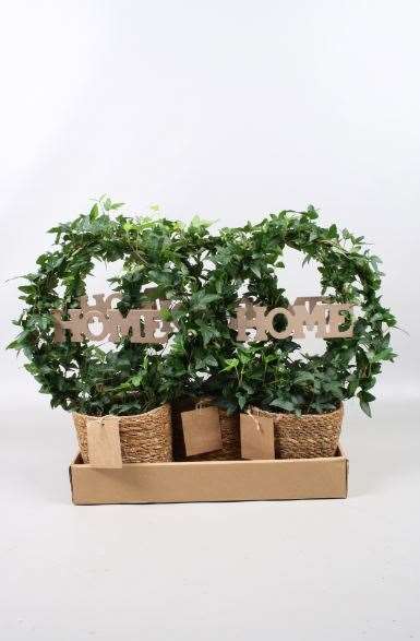 Picture of HEDERA HELIX GREEN HOOP+HOME IN GRASS BASKET