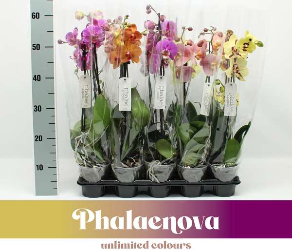 Picture of PHALAENOPSIS 02-STEM BUDGET MIX