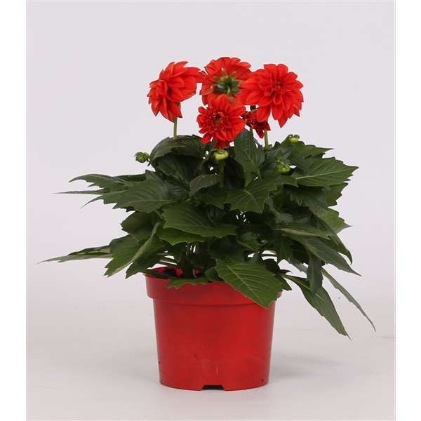 Picture of DAHLIA RED