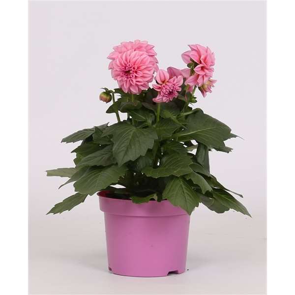 Picture of DAHLIA PINK