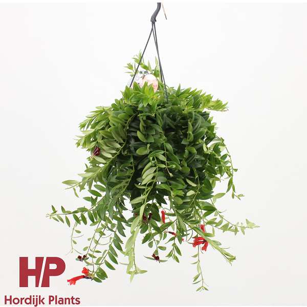 Picture of AESCHYNANTHUS CARO IMPROVED IN HANGING BASKET
