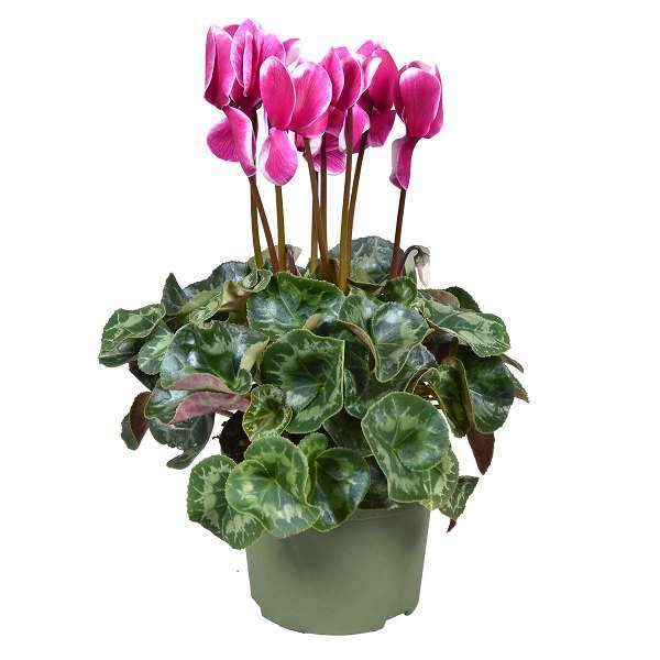 Picture of CYCLAMEN PERSICUM FANTASIA PURPLE