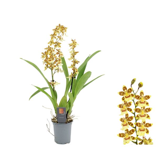 Picture of Cambria 02-stem pacific sunset